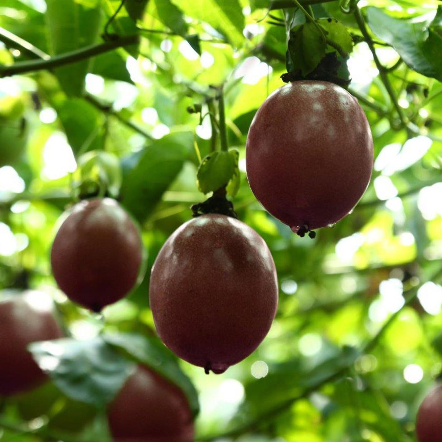 Dried Passion Fruit Rounds – Tropical Fruit Snack
